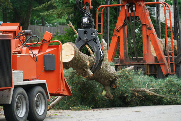 Seasonal Cleanup (Spring/Fall) in Plainfield, NJ